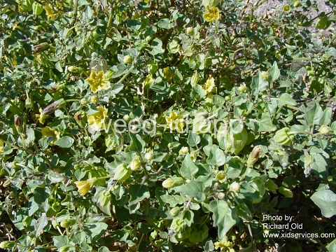 groundcherry, prairie